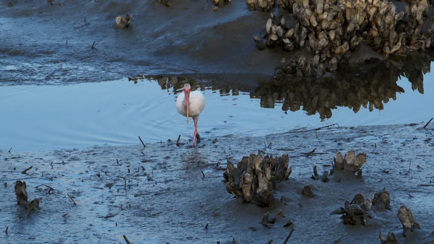 Georgia, These birds are American White Ibises (Eudocimus albus), a species of medium-sized wading birds common in wetlands and coastal areas of the Americas. Adults feature bright white plumage, distinctive red-orange down-curved bills, and pinkish-red legs. They primarily forage in shallow waters for crayfish, crabs, insects, and small fish, using their specialized bills to probe the mud.