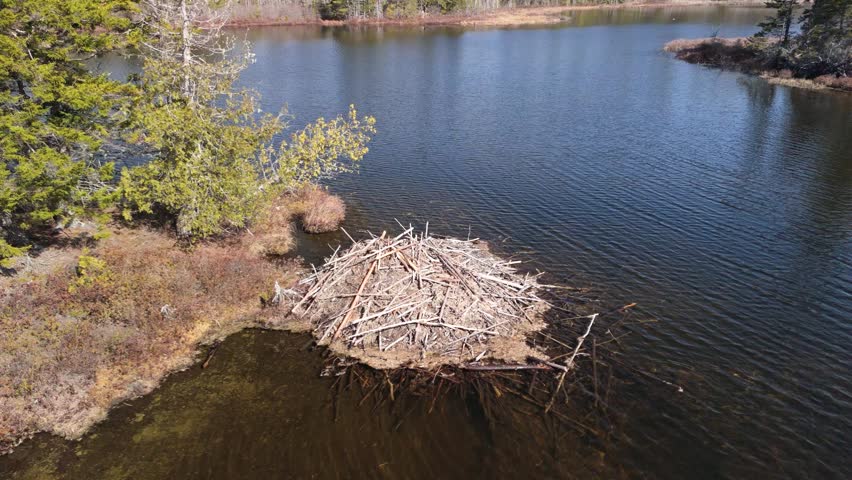 Above a beaver lodge. Starting low next to a beaver lodge, the point of view climbs until looking down from directly above. A polarized filter was used so you can see under the water. Sunny day in the sprint.