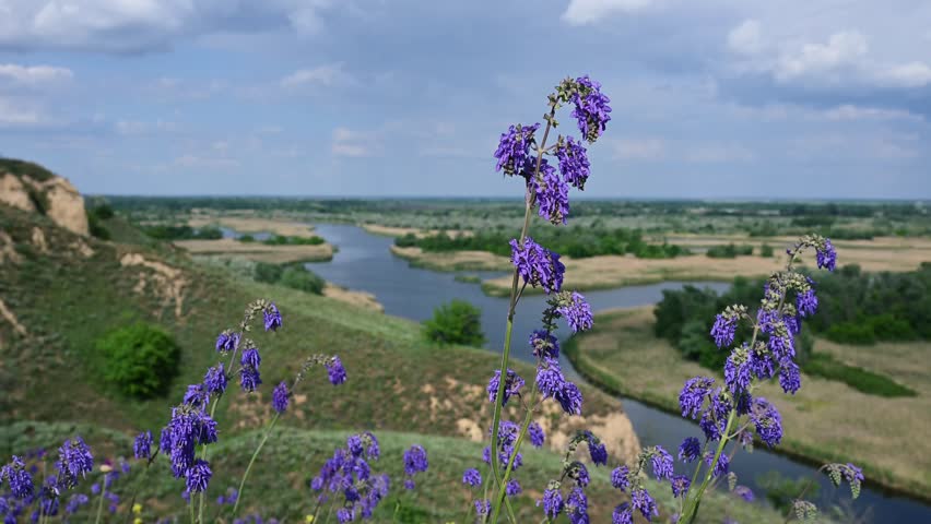 Static tripod shot featuring blooming purple sage flowers in the foreground overlooking the Vorskla River valley in Nyzhnovorsklyanskyi Regional Landscape Park Ukraine. Selective focus highlights the wildflower while chalk hills wetlands and meandering river create a scenic natural backdrop. Horizontal 4K 60fps footage captured in a protected steppe landscape during spring.