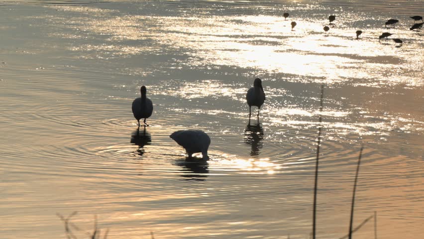 South Carolina, American White Ibis (Eudocimus albus) given their white plumage and long, downward-curved bills. They are wading birds often found in shallow coastal waters, wetlands, or marshes, using their specialized bills to probe for food like crustaceans and fish.