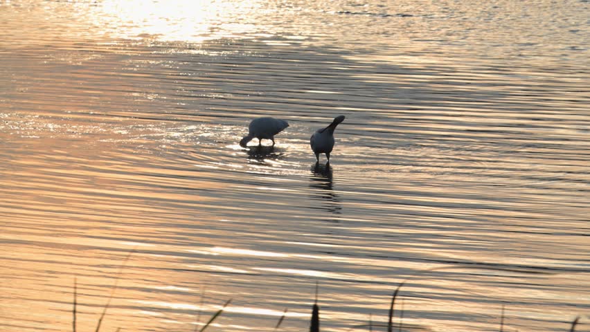 South Carolina, American White Ibis (Eudocimus albus) given their white plumage and long, downward-curved bills. They are wading birds often found in shallow coastal waters, wetlands, or marshes, using their specialized bills to probe for food like crustaceans and fish.