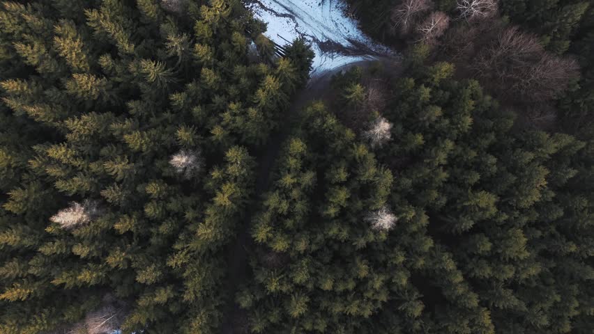Aerial view of a snow covered forest path winding through dense coniferous and deciduous trees in winter