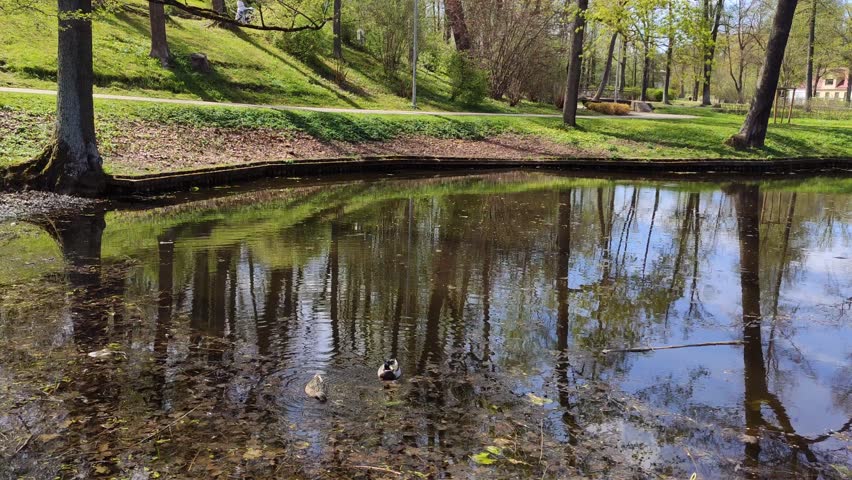 Scenic spring landscape featuring a reflective pond and lush vegetation under clear daylight.