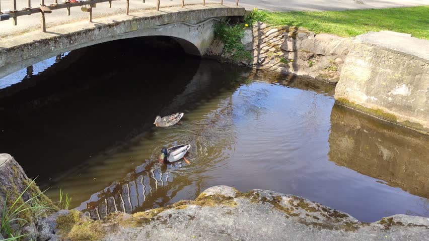 Peaceful spring scene featuring ducks gliding through pond water with trees and seasonal vegetation.