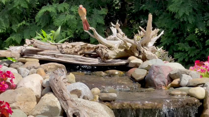 Female Cardinal Using a Waterfall for a Bath