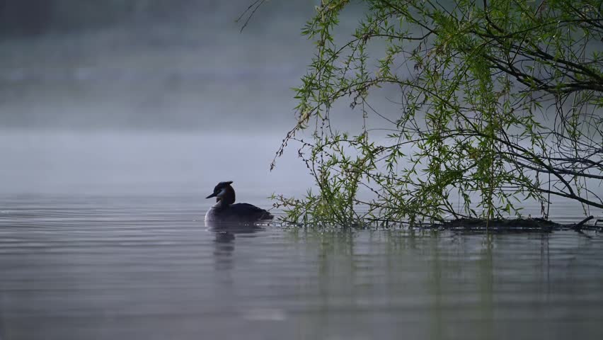 Great crested grebe (Podiceps cristatus) calmly preening its feathers on a misty lake during early morning light. Captured in slow motion, showing detailed natural behavior in a serene wildlife environment.