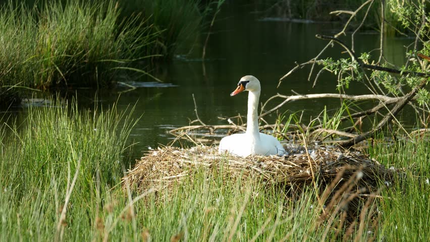 Swan Cygnus olor nest bird less vocal nesting male and female care, white adult pens mute aggressive in defense the nest large mounds lay and incubates sits on the eggs in the middle of water lake, build with waterside vegetation in shallow water, territorial observing active guarding to potential predator protective