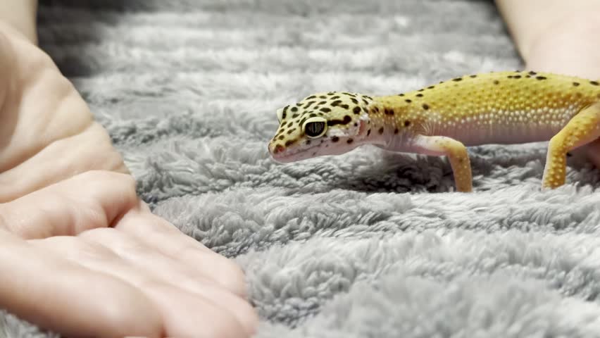 Yellow spotted eublefar walk in human hands in a home environment. Spotted leopard eublefar, or Spotted eublefar lat. Eublepharis macularius is a medium-sized lizard from the genus eublefar. This species is one of the most common terrarium animals.