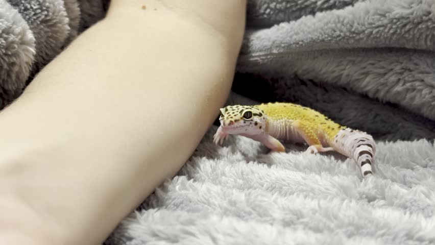 Yellow spotted eublefar walk in human hands in a home environment. Spotted leopard eublefar, or Spotted eublefar lat. Eublepharis macularius is a medium-sized lizard from the genus eublefar. This species is one of the most common terrarium animals.