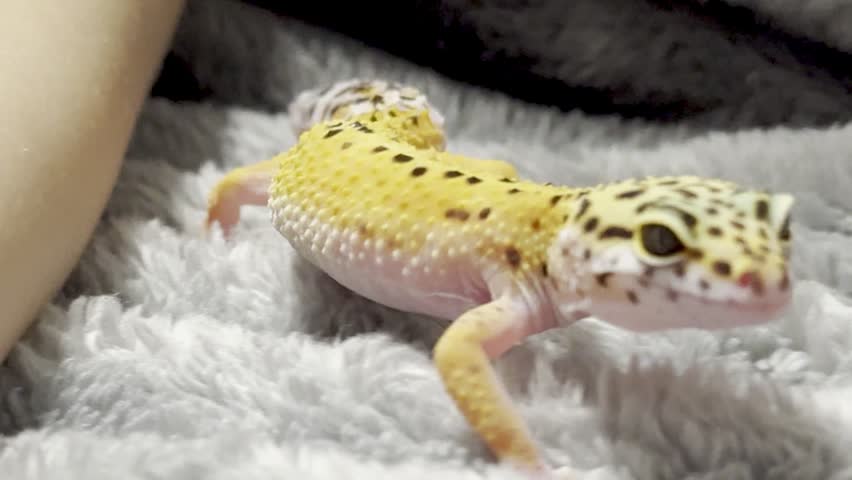Yellow spotted eublefar walk in human hands in a home environment. Spotted leopard eublefar, or Spotted eublefar lat. Eublepharis macularius is a medium-sized lizard from the genus eublefar. This species is one of the most common terrarium animals.