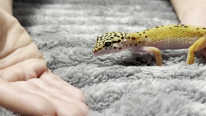 Yellow spotted eublefar walk in human hands in a home environment. Spotted leopard eublefar, or Spotted eublefar lat. Eublepharis macularius is a medium-sized lizard from the genus eublefar. This species is one of the most common terrarium animals.