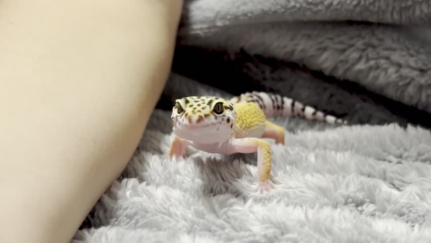 Yellow spotted eublefar walk in human hands in a home environment. Spotted leopard eublefar, or Spotted eublefar lat. Eublepharis macularius is a medium-sized lizard from the genus eublefar. This species is one of the most common terrarium animals.
