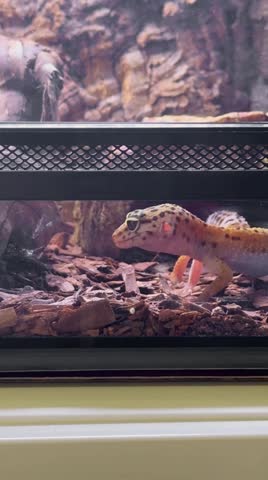 Video of a spotted leopard gecko hunting a cricket. An exotic pet, eublefar. Eublefar spotted in a terrarium eating crickets close-up, vertical video. Spotted leopard eublefar this species is one of the most common terrarium animals.