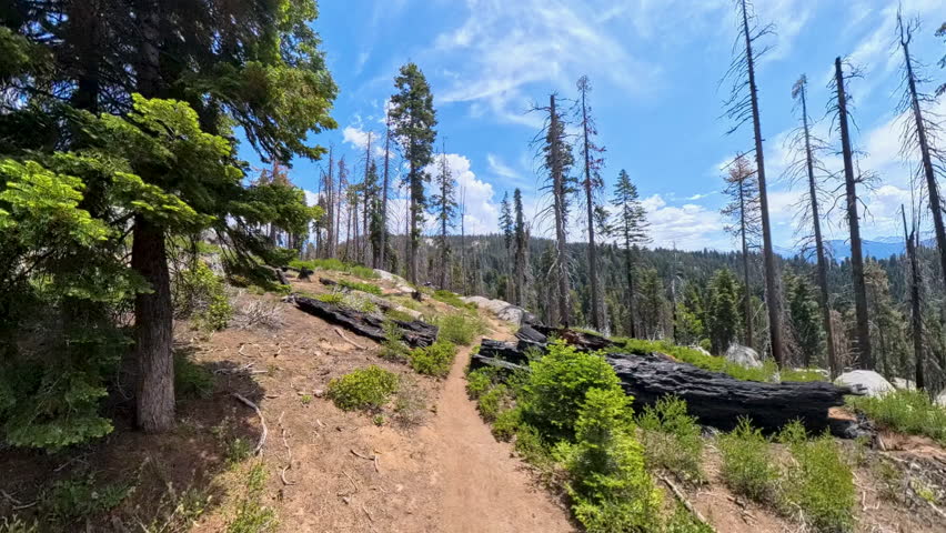 High Angle Over Trail in Sequoia Mountains in Summer