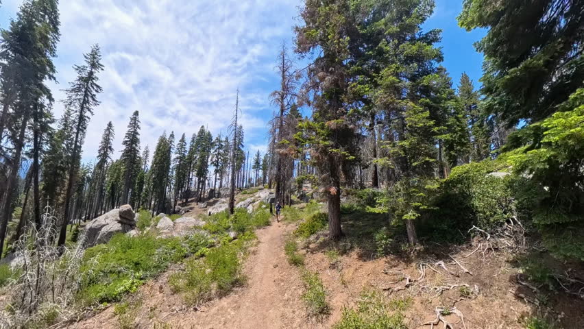 Man Hikes on Trail in Sequoia Mountains in Summer
