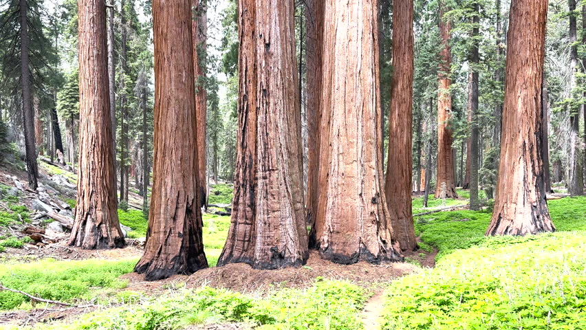 Panning up Towering Grove of Sequoias in Sequoia National Park