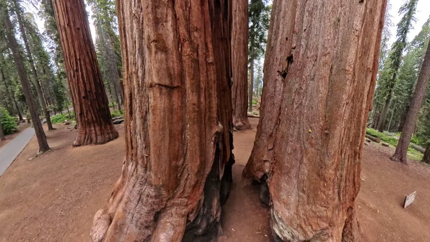 Through and Up to Towering Trees in Sequoia National Park