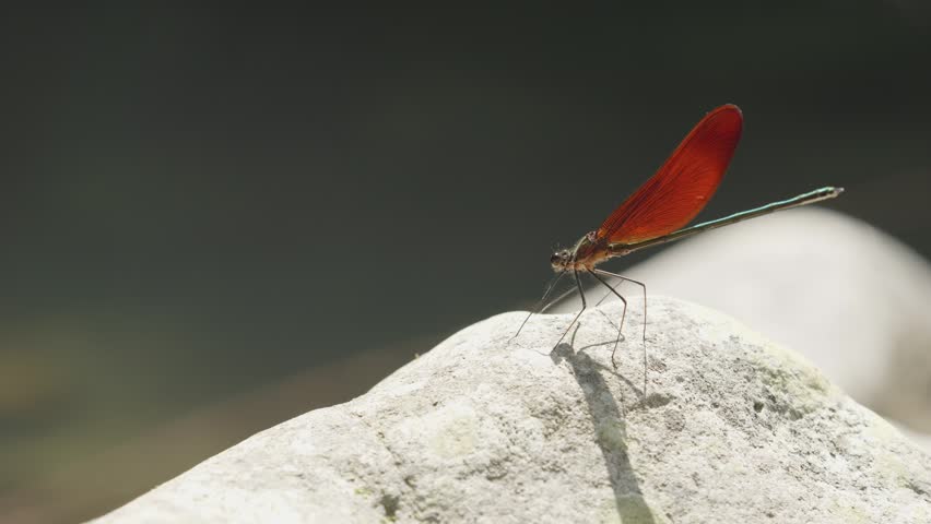 Red damselfly flying from stone by stream in slow motion