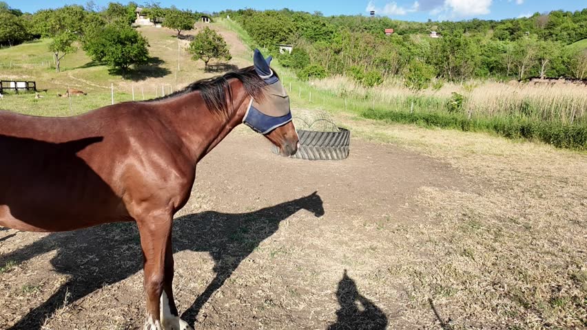 Brown horse wearing fly mask stands in a dry grassy field with trees. A majestic brown horse stands patiently in a sun-drenched field, its fly mask offering protection from insects.