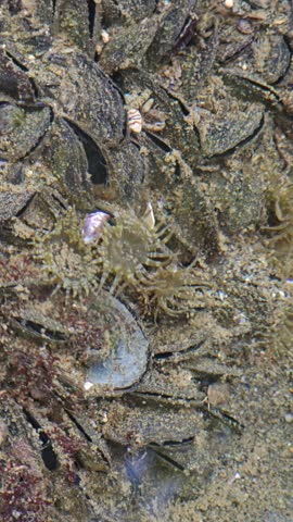 Close up of a tide pool ecosystem featuring Mytilus edulis blue mussels, an Anthopleura elegantissima sea anemone, and striped sea snails moving along the rocky intertidal zone floor