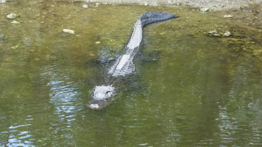 This is a video of a large, dangerous looking American Alligator actively relaxing or hunting in the swamp water.  This adorable fellow looked like he was taking it easy and going for a swim.  The video was taken in the Big Cypress Wildlife Management Area in southern Florida.