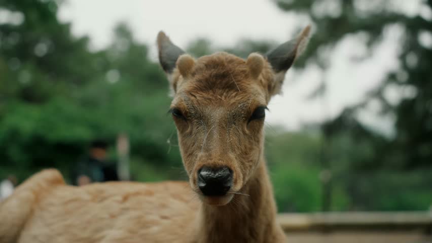 Close-up portrait of a sika deer gazing into the camera in Nara, Japan