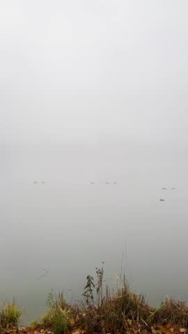 Fog covers a lake early in the morning. Birds can be seen swimming through the fog. The scene shows nature waking up slowly.