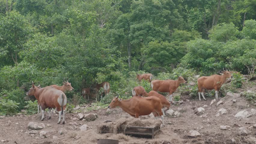 Banteng or red cow : The red cattle are a type of wild cattle found throughout East Asia, and are commonly seen in zoos or wildlife reserves in Thailand.