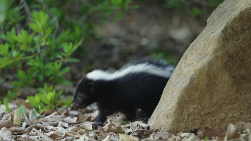 Adorable Baby Striped Skunk Foraging Next to a Large Rock