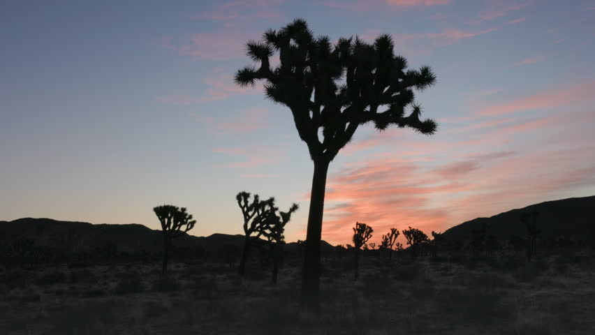 a sunrise pan of a silhouetted joshua trees at joshua tree national park in california, usa