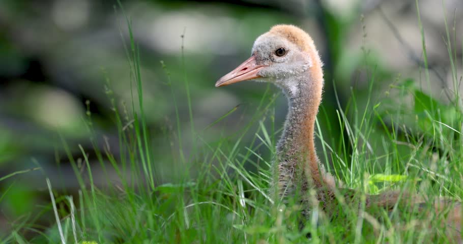 Adorable baby sandhill crane chick yawning and then laying down in the lush green grass.