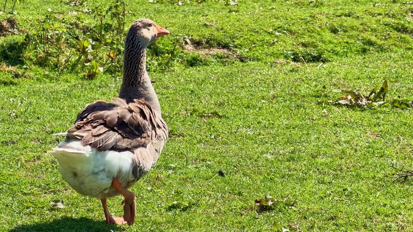 Greylag goose (Anser anser, Anatidae) stands and walks on grassy terrain in a rural pasture environment, tracking wildlife shot highlighting plumage texture and alert upright posture.