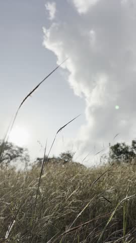 Landscape grass with the clouds and sky