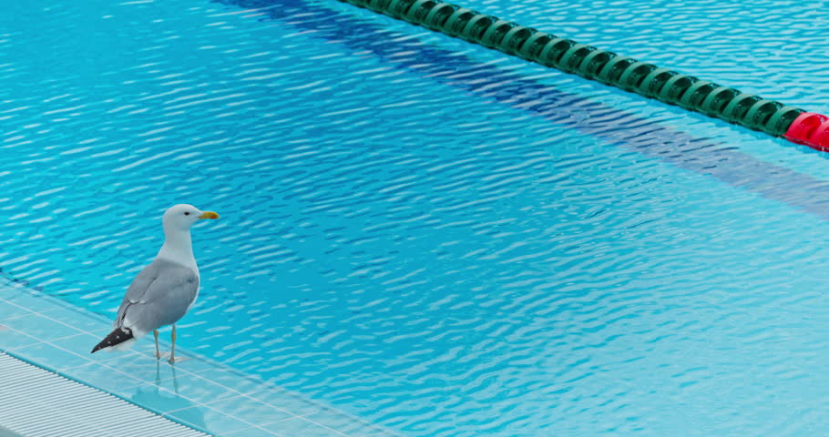 Seagull standing on the edge of an empty outdoor swimming pool with blue water