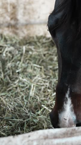Panning shot of a brown horse eating hay in a barn while flies disturb its eye.