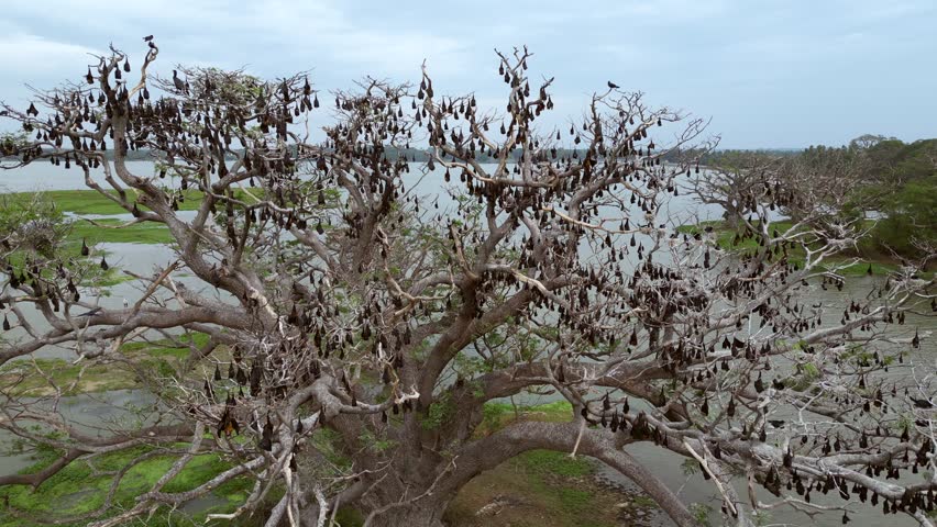 Sri Lanka Bats in the Trees Drone