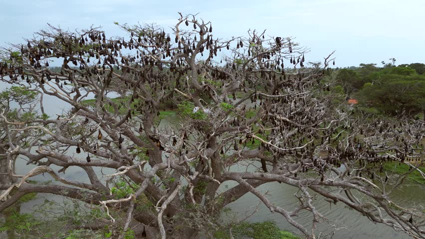 Sri Lanka Bats in the Trees Drone