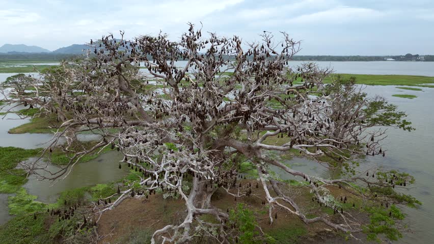 Sri Lanka Bats in the Trees Drone