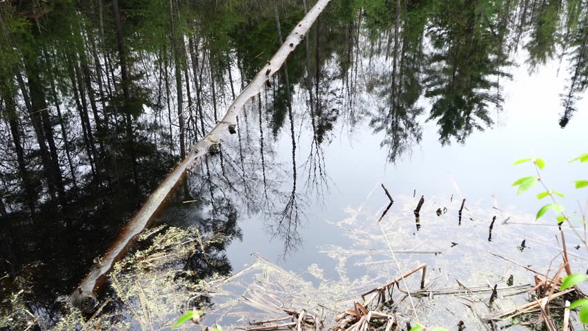 A fallen birch tree trunk leans across a calm woodland pond, reflecting the surrounding dense forest and sky in the dark water