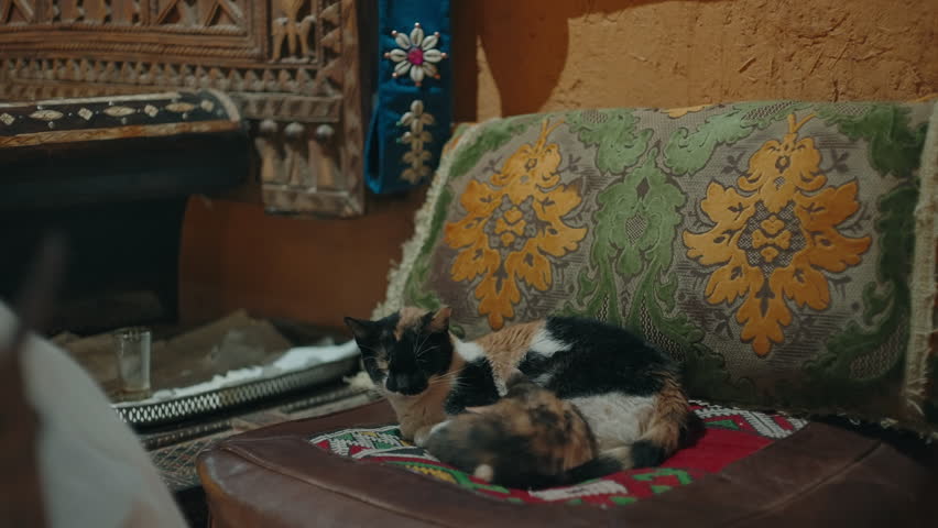 Two calico cats resting on a leather bench beside ornate cushions and carved wood decor inside a traditional Moroccan room