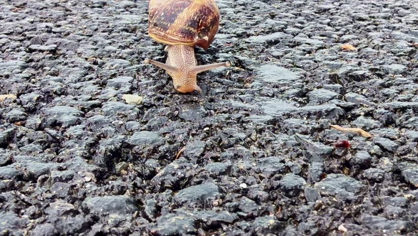 Garden snail (Cornu aspersum, Helicidae) crawls across wet asphalt surface in an extreme close up static shot highlighting muscular locomotion and spiral shell texture.