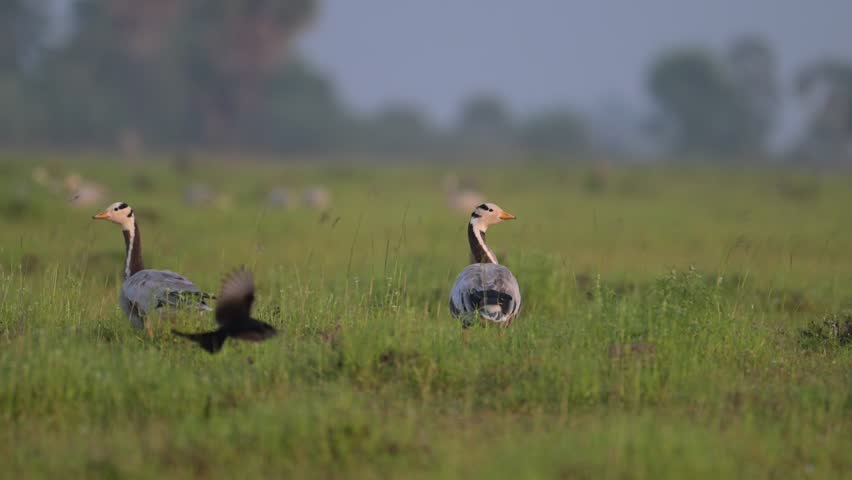 Bar-headed Geese in Misty Grassland | Amazing Migratory Birds Taking Flight