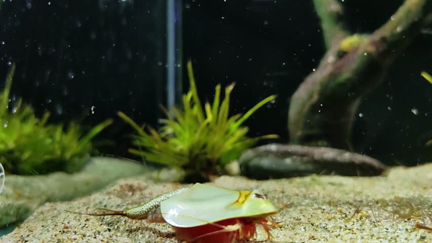 triops longicaudatus, also known as tadpole shrimp, slowly crawling on sandy bottom freshwater aquarium, moving its multiple legs and foraging for food among grains sand.