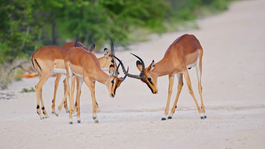 A small herd of black-faced impalas lock horns and playful butt heads on a dusty dirt road in the African savanna