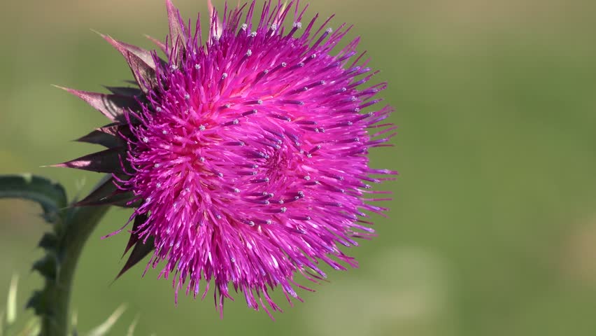 Flying Bumble Bees Insects Collecting Pollen on Thorns Flower, Pollinating Thistles, Mountains Desert Medicine Plants, Bumblebee