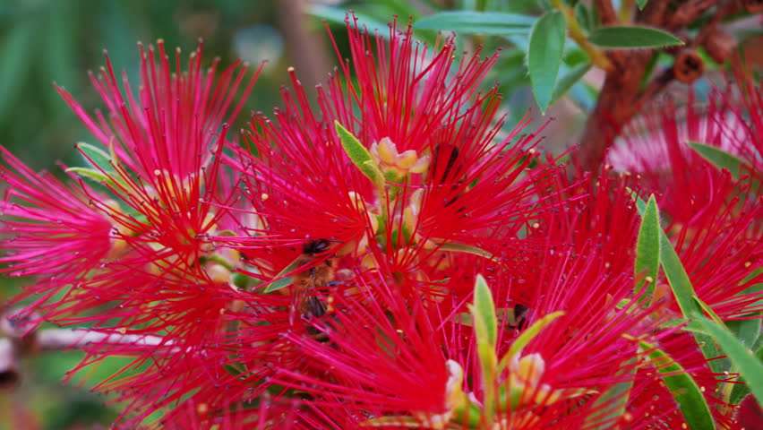 Vivid red bottlebrush flower blooming with spiky petal and green leaf in a sunny garden, vibrant botanical close up, spring bloom, natural beauty, floral scene.