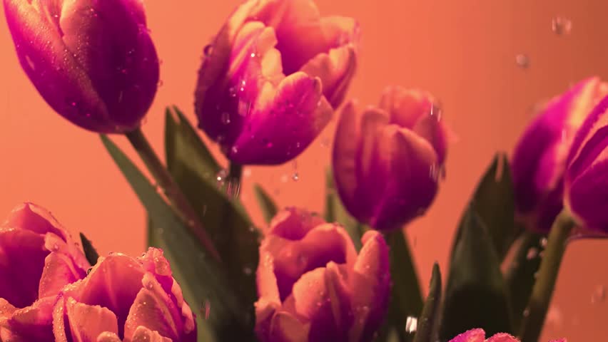 Macro close-up of vibrant pink tulips as water droplets fall and bounce from the petals, creating a fresh floral spring background with soft warm studio lighting.