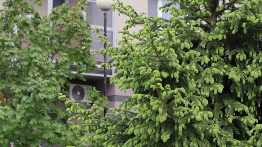Detailed close-up of lush, bright green spruce branches with fresh needle growth. The evergreen foliage is set against the backdrop of a modern residential building, with a street lamp and another dec
