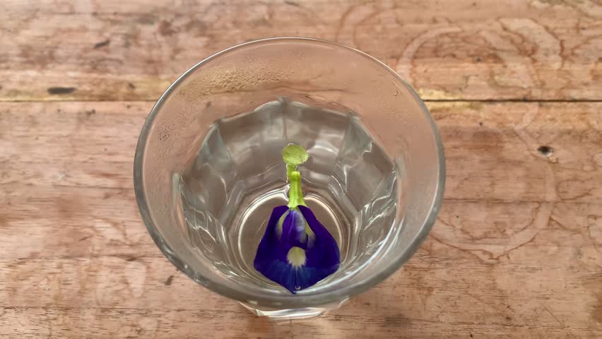 Telang flower (Clitoria ternatea) homemade herbal tea in a glass. Brewed with warm water.