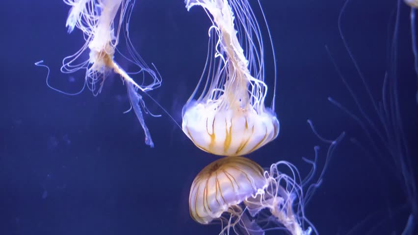 A close-up shot of golden-striped sea nettle jellyfish drifting gracefully through deep blue water, displaying their translucent bells and long, delicate tentacles